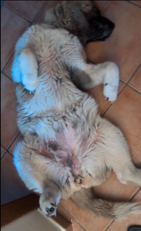 Cane che mangia Ener Canis