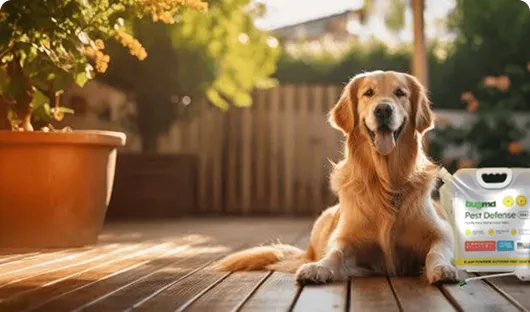 Safe around kids and pets