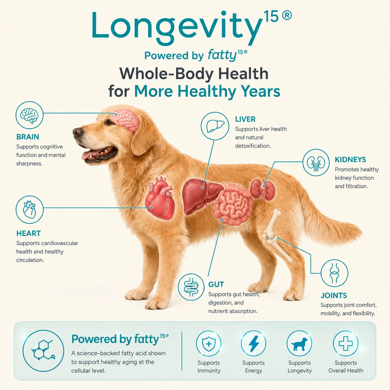 Longevity15 whole-body health infographic showing brain, heart, liver, kidneys, gut, and joints
