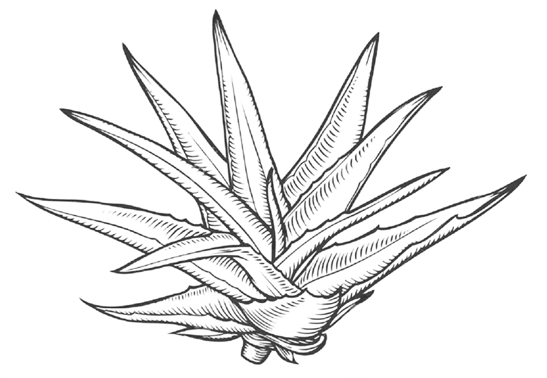 Agave Nectar
