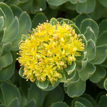 Rhodiola Root