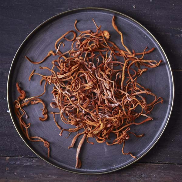Cordyceps