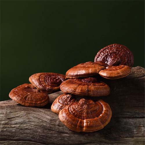 Reishi Mushroom