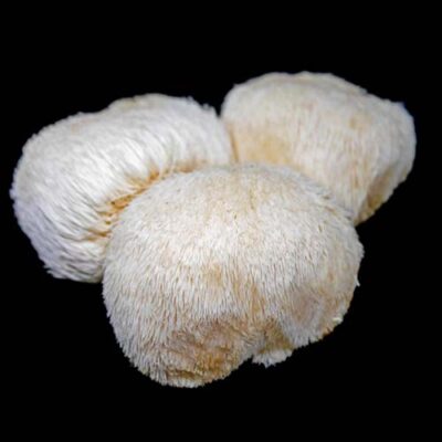 Lion's Mane