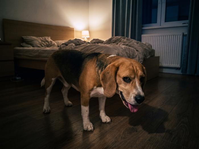 Vorher — Hund unruhig in der Nacht, kann nicht schlafen