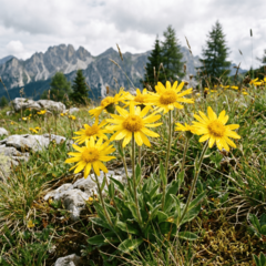 Arnica flowers