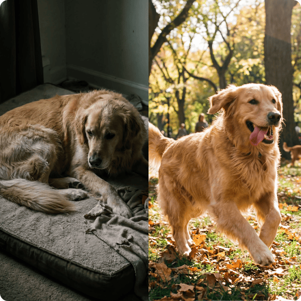 Dog with hip & joint chews