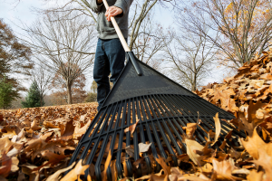 Person raking leaves in yard