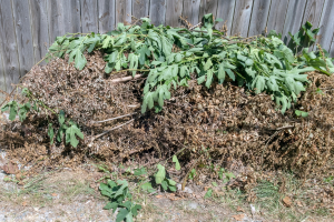 Messy yard with debris and overgrown plants