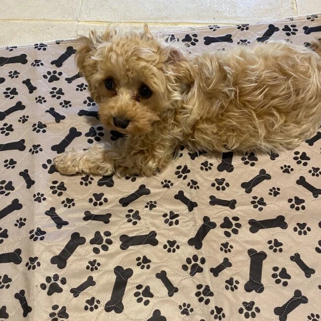 1742333500559 1726789948768 review 2