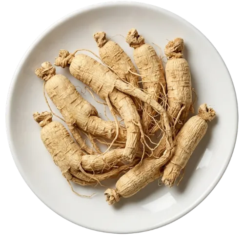 Panax Ginseng