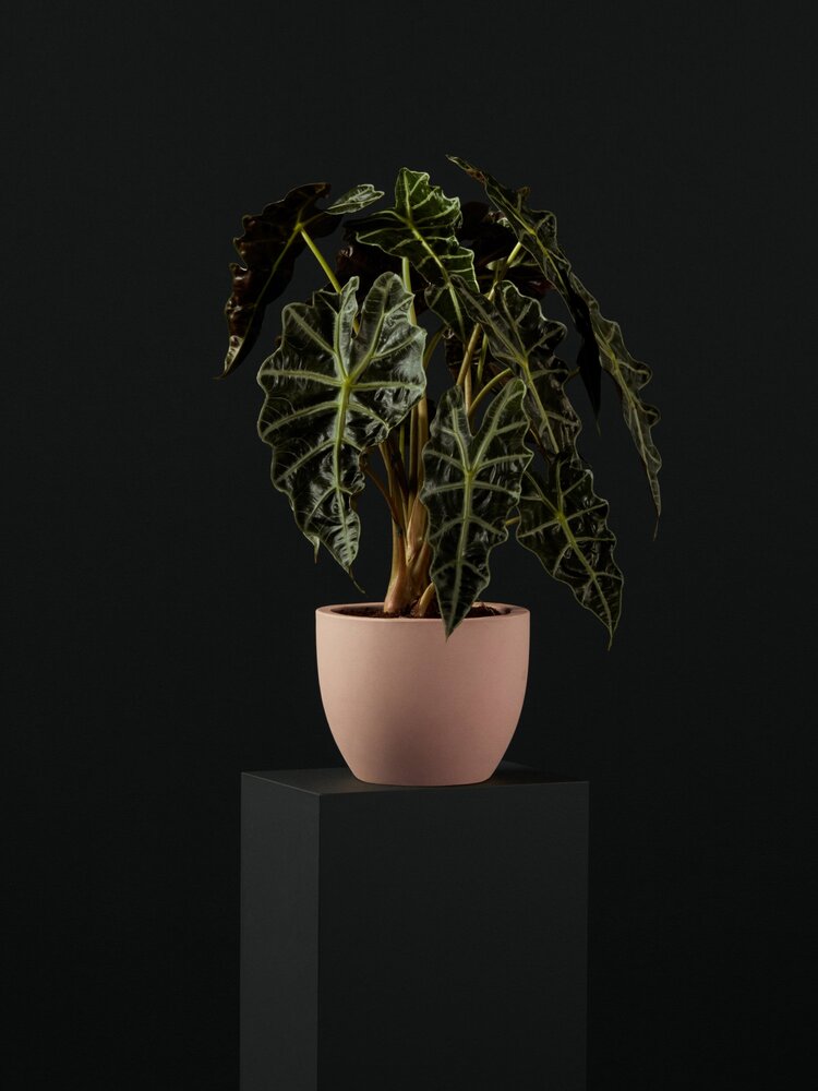 profile-sample6