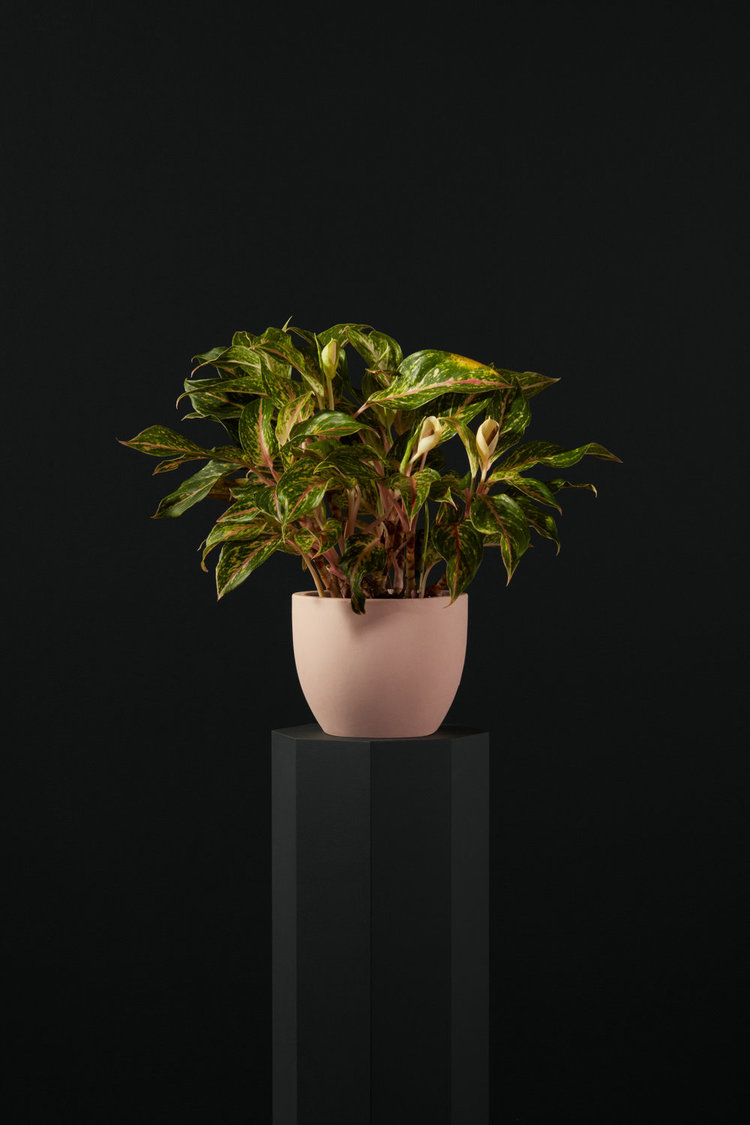 profile-sample6