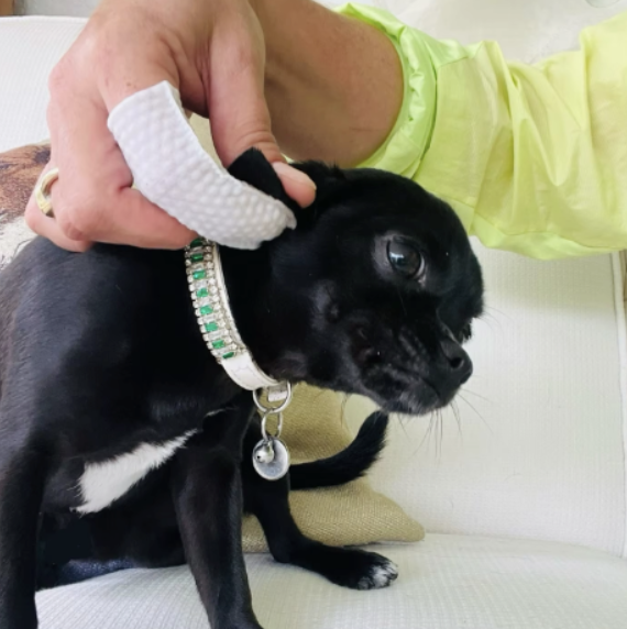 Person cleaning a small black dog's ear with a cloth.
