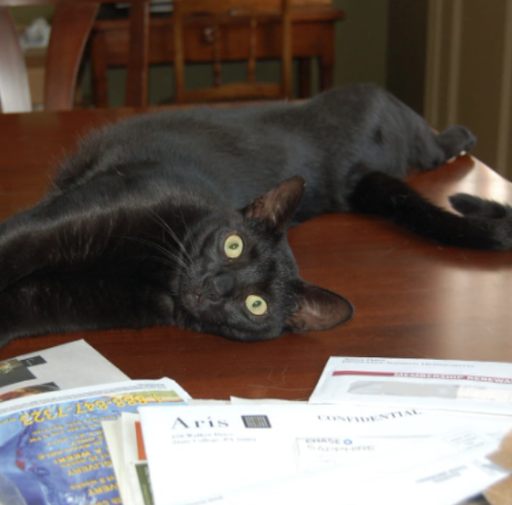 Black cat lying on a table with scattered papers.