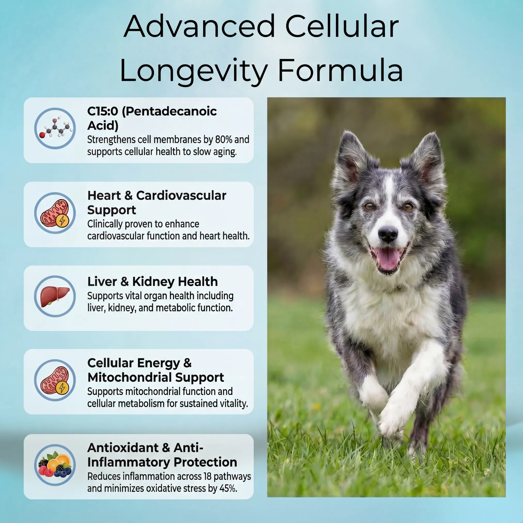 Probiotic Dog Chews | Natural Dog Supplements