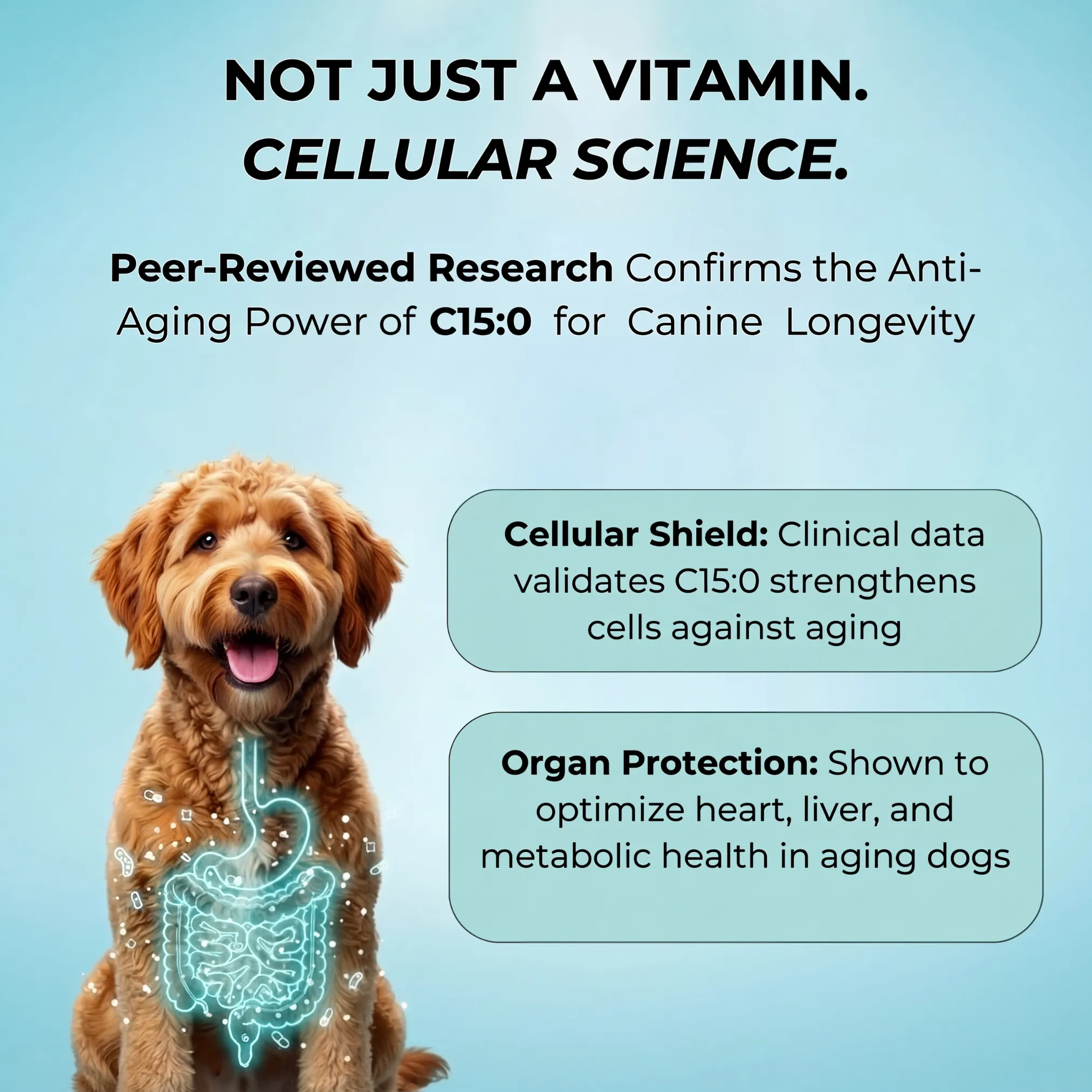 Probiotic Dog Chews | Natural Dog Supplements