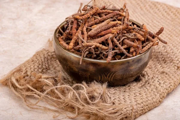 Cordyceps Sinensis