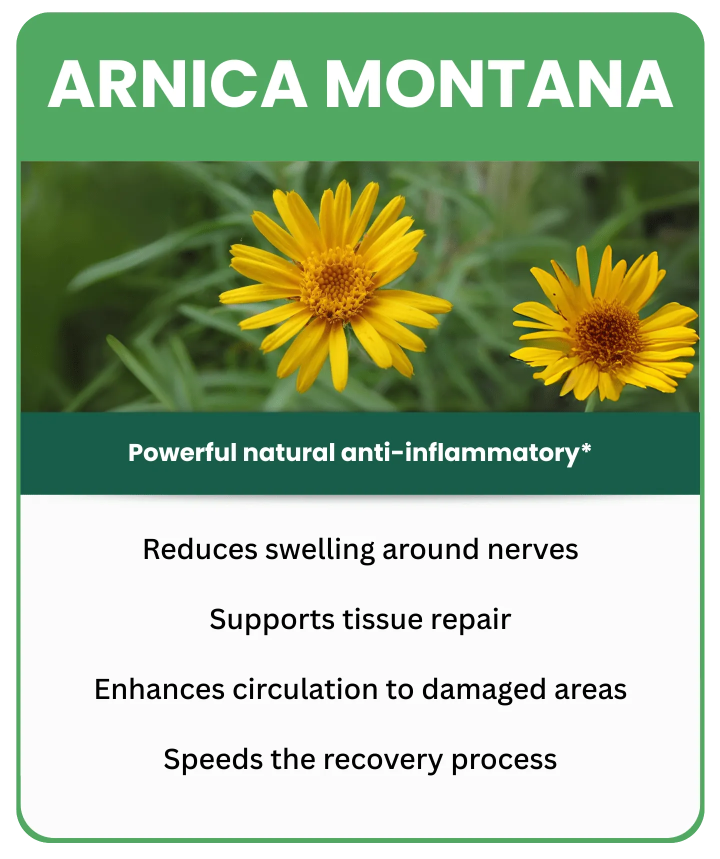 Arnica Montana